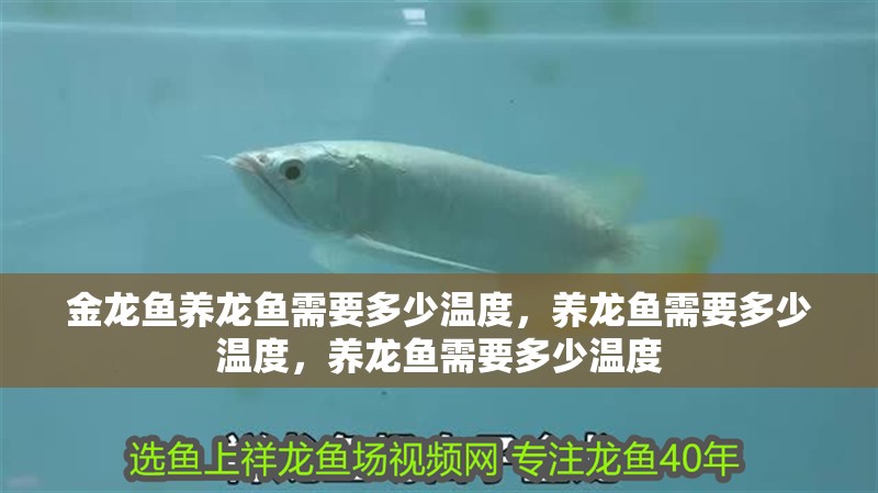 金龍魚養龍魚需要多少溫度，養龍魚需要多少溫度，養龍魚需要多少溫度