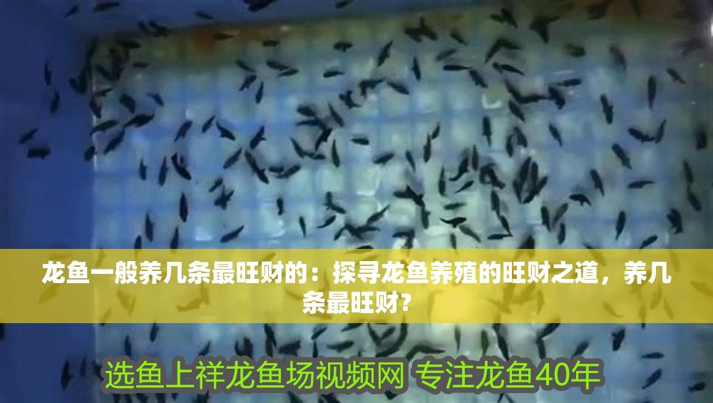 龍魚一般養幾條最旺財的：探尋龍魚養殖的旺財之道，養幾條最旺財？