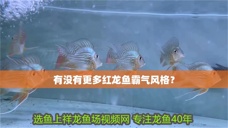 有沒有更多紅龍魚霸氣風(fēng)格？