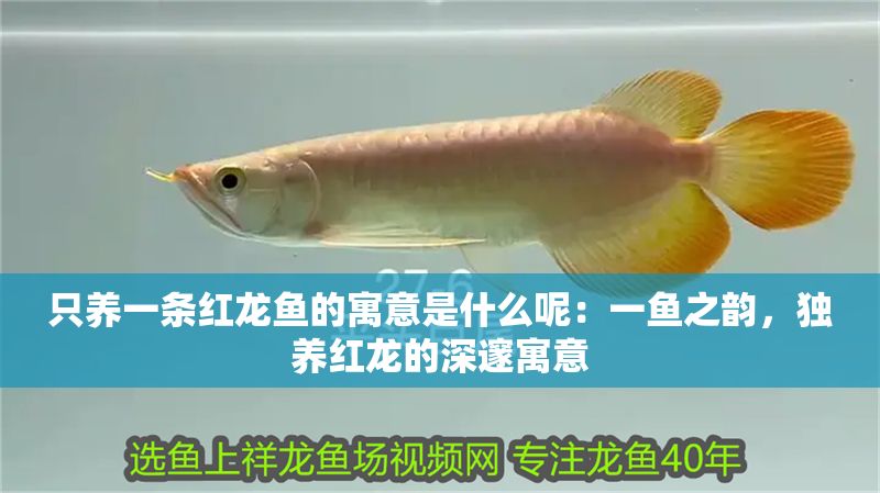 只養(yǎng)一條紅龍魚的寓意是什么呢：一魚之韻，獨(dú)養(yǎng)紅龍的深邃寓意