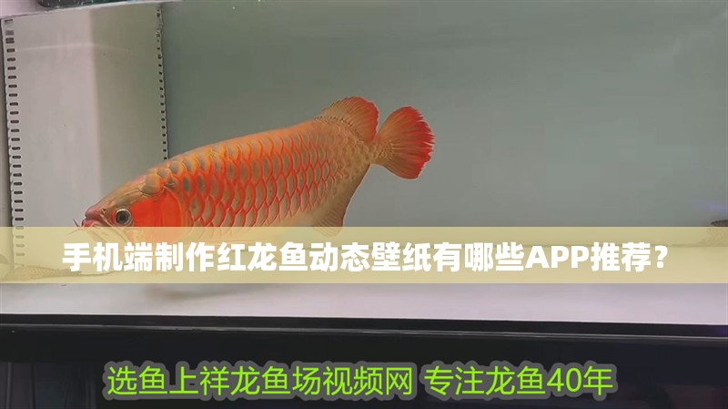 手機端制作紅龍魚動態壁紙有哪些APP推薦？ 手機端制作紅龍魚動態壁紙有哪些APP推薦？ 水族問答