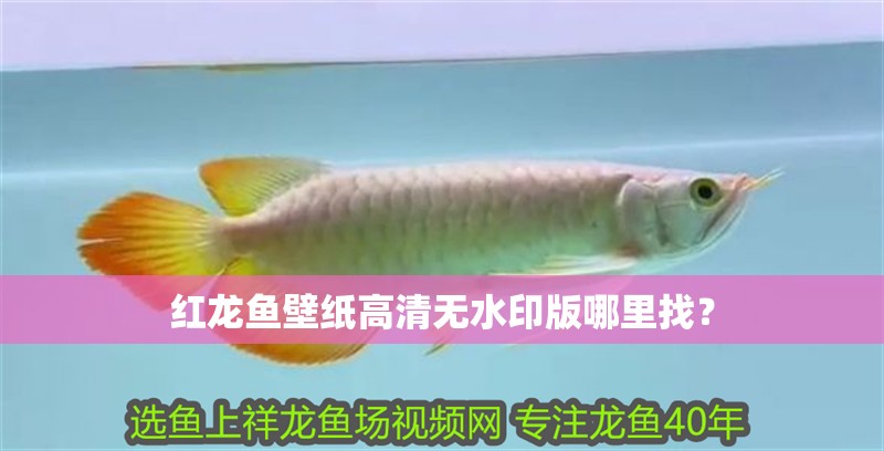 紅龍魚壁紙高清無水印版哪里找？