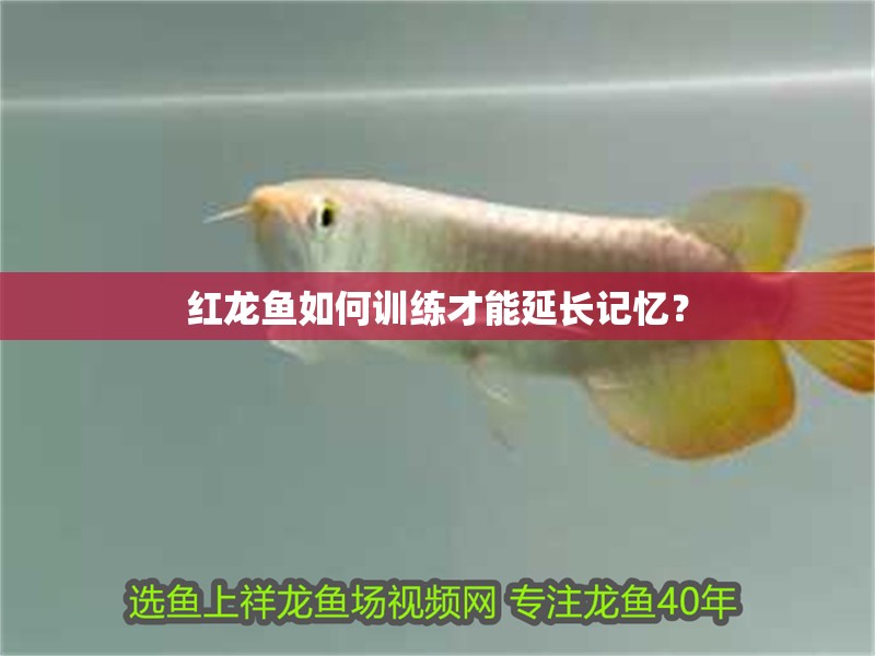 紅龍魚如何訓練才能延長記憶？