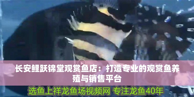 長安鯉躍錦堂觀賞魚店：打造專業的觀賞魚養殖與銷售平臺