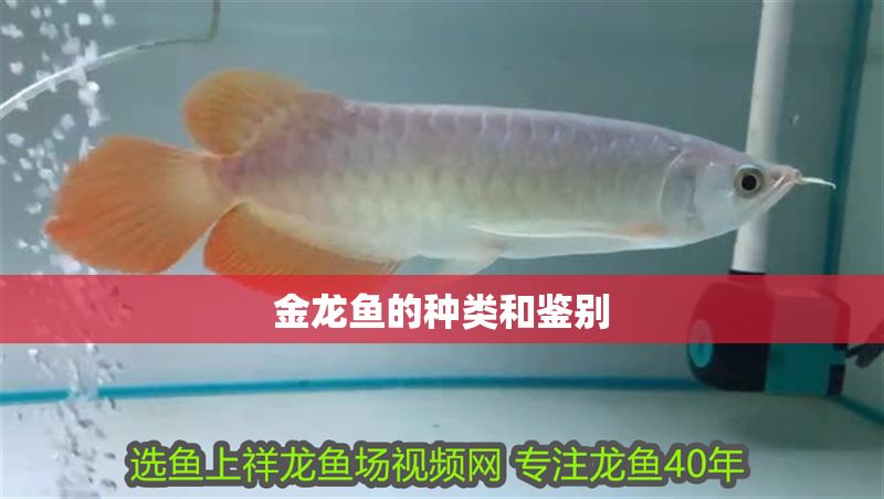 金龍魚的種類和鑒別