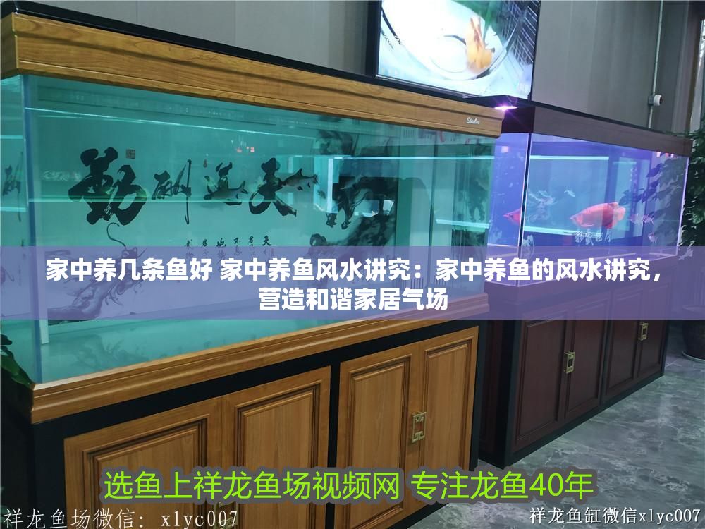 家中養幾條魚好 家中養魚風水講究：家中養魚的風水講究，營造和諧家居氣場