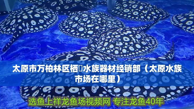 太原市萬柏林區(qū)棲鰕<strong><mark>水族器材</mark></strong>經(jīng)銷部（太原水族市場在哪里）