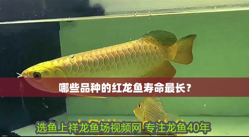 詳細閱讀:哪些品種的紅龍魚壽命最長? 哪些品種的紅龍魚壽命最長?