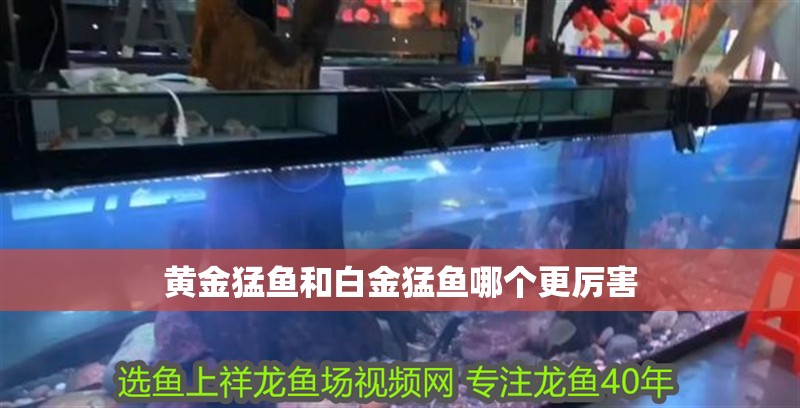 黃金猛魚和白金猛魚哪個更厲害