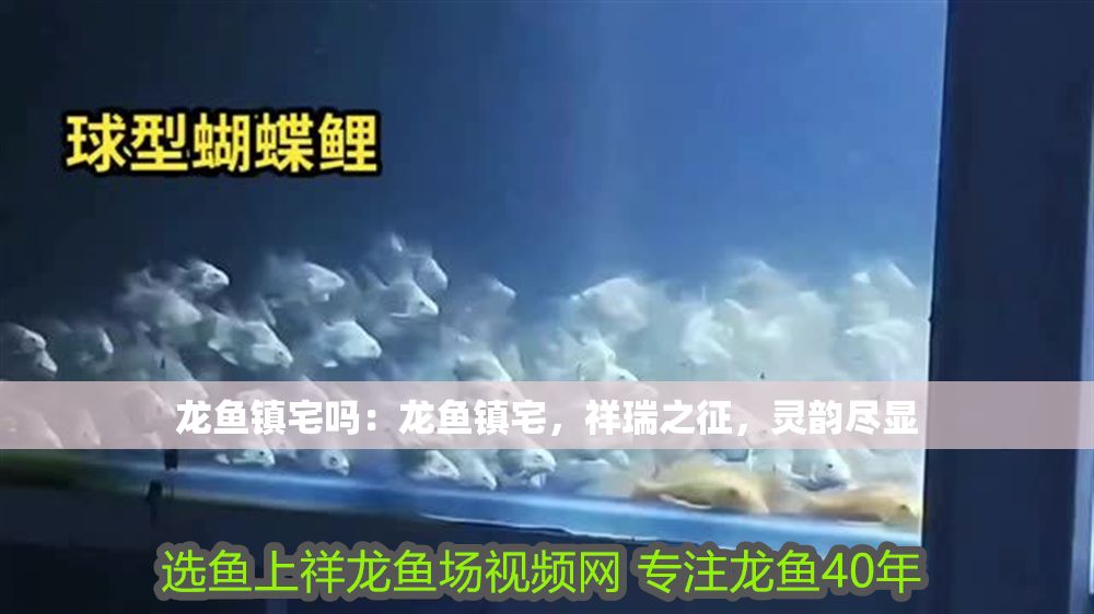龍魚鎮宅嗎：龍魚鎮宅，祥瑞之征，靈韻盡顯