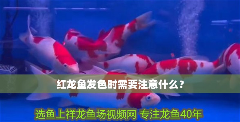 紅龍魚發色時需要注意什么？