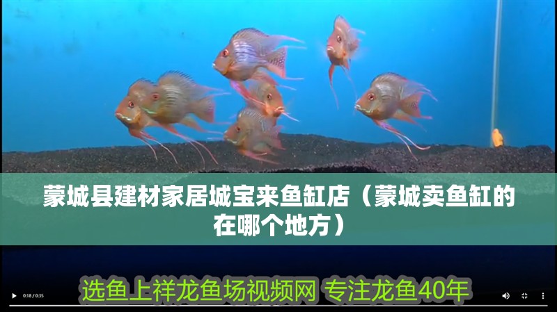 蒙城縣建材家居城寶來魚缸店（蒙城賣魚缸的在哪個地方）