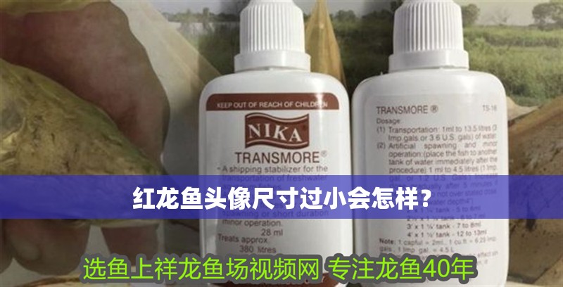 印尼虎魚多少溫度飼養(yǎng)最好:印尼虎魚多少溫度飼養(yǎng)最好印尼虎魚多少溫度飼養(yǎng)最好 食人魚打得過電鰻嗎 龍魚論壇 食人魚打得過電鰻嗎 食人魚打得過電鰻嗎 龍魚論壇