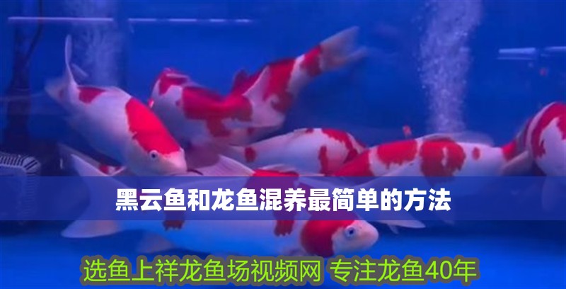 黑云魚和龍魚混養最簡單的方法