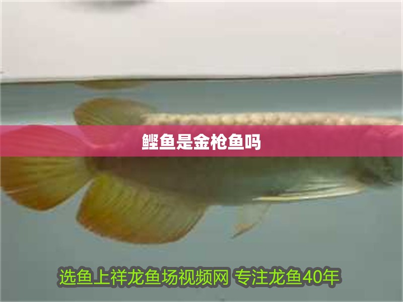 魚缸用增氧泵價格是多少:魚缸增氧機-xtrac增氧機-xtrac增氧機 鰹魚是金槍魚嗎 龍魚論壇 鰹魚是金槍魚嗎 鰹魚是金槍魚嗎 龍魚論壇