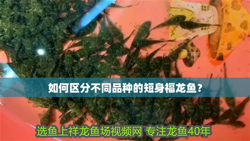 如何區分不同品種的短身福龍魚？ 如何區分不同品種的短身福龍魚？ 水族問答