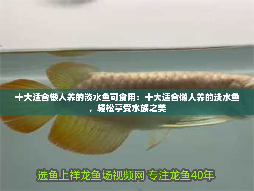 十大適合懶人養的淡水魚可食用：十大適合懶人養的淡水魚，輕松享受水族之美