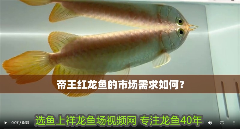帝王紅龍魚的市場(chǎng)需求如何？