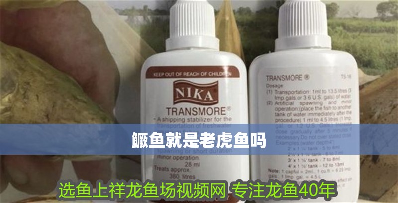 鱖魚就是老虎魚嗎