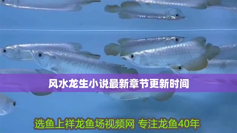 風水龍生小說最新章節更新時間