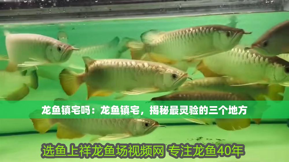 龍魚鎮(zhèn)宅嗎：龍魚鎮(zhèn)宅，揭秘最靈驗(yàn)的三個(gè)地方