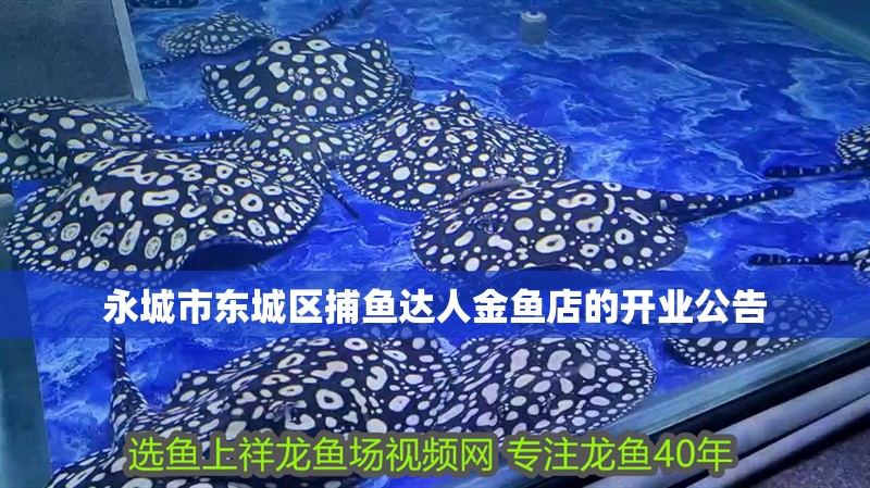 永城市東城區捕魚達人金魚店的開業公告
