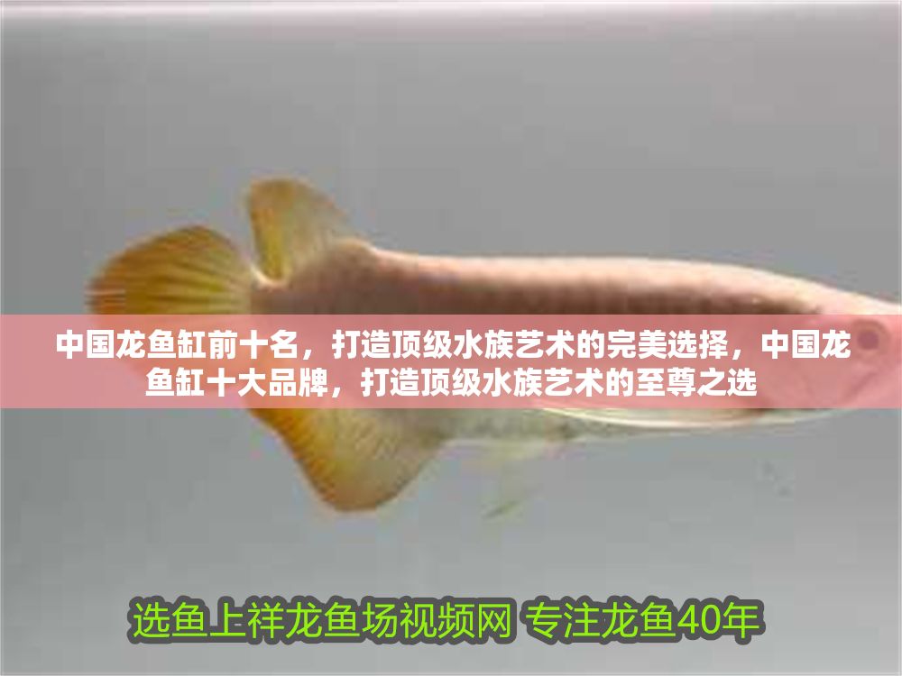中國龍魚缸前十名，打造頂級(jí)水族藝術(shù)的完美選擇，中國龍魚缸十大品牌，打造頂級(jí)水族藝術(shù)的至尊之選 中國龍魚缸前十名，打造頂級(jí)水族藝術(shù)的完美選擇，中國龍魚缸十大品牌，打造頂級(jí)水族藝術(shù)的至尊之選 龍魚百科 第1張