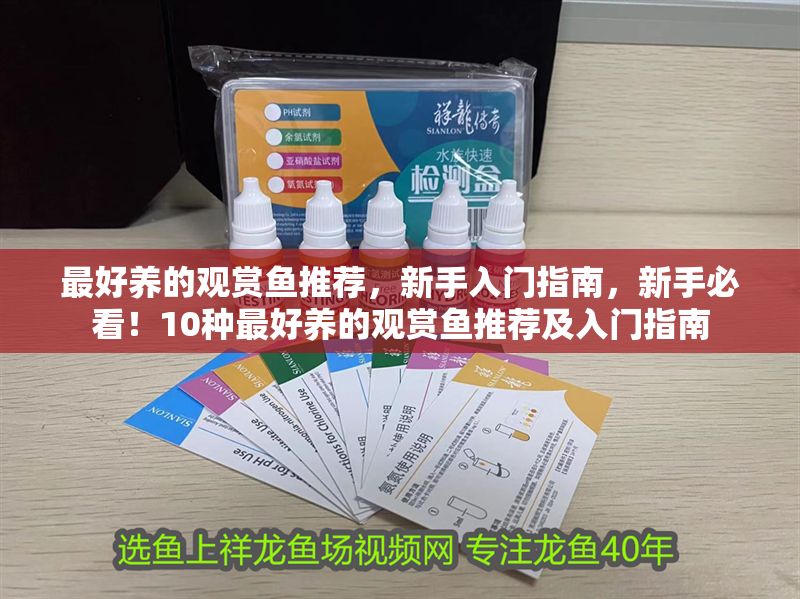 最好養的觀賞魚推薦，新手入門指南，新手必看！10種最好養的觀賞魚推薦及入門指南 最好養的觀賞魚推薦，新手入門指南，新手必看！10種最好養的觀賞魚推薦及入門指南 龍魚百科 第1張