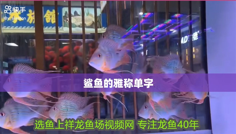 鯊魚(yú)的雅稱單字