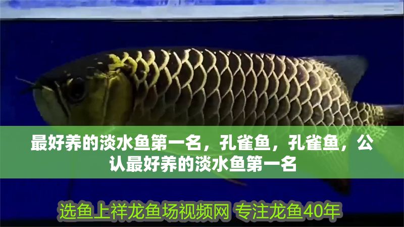 最好養的淡水魚第一名，孔雀魚，孔雀魚，公認最好養的淡水魚第一名
