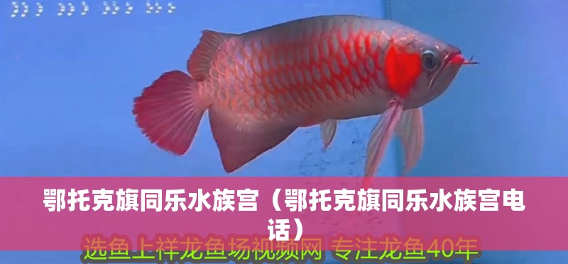 鄂托克旗同樂水族宮（鄂托克旗同樂水族宮電話）