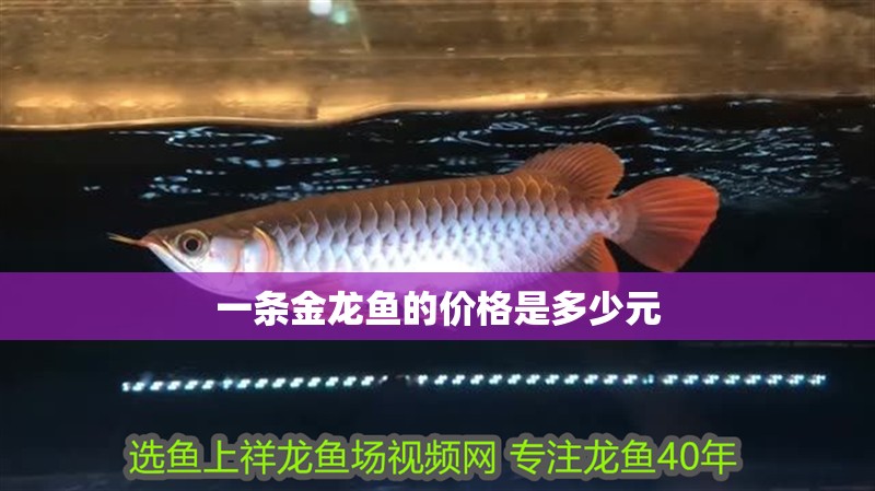 一條金龍魚的價格是多少元 一條金龍魚的價格是多少元 龍魚百科