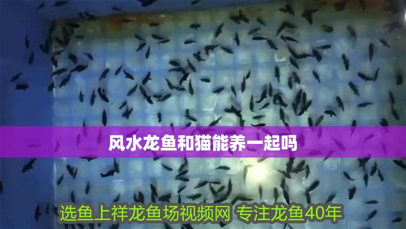 風水龍魚和貓能養一起嗎