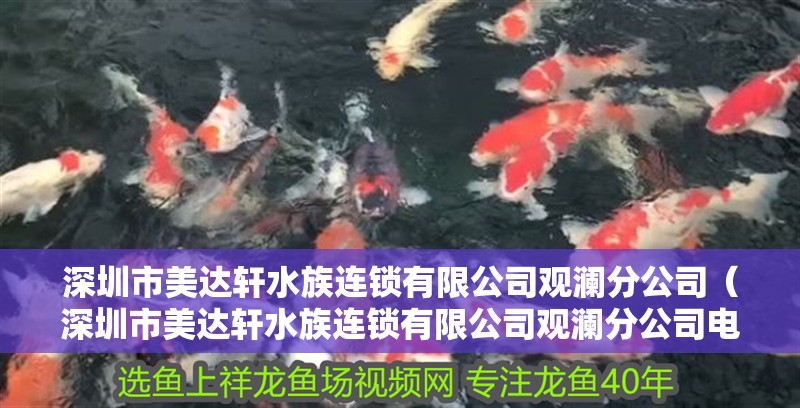 深圳市美達(dá)軒水族連鎖有限公司觀瀾分公司（深圳市美達(dá)軒水族連鎖有限公司觀瀾分公司電話） 深圳市美達(dá)軒水族連鎖有限公司觀瀾分公司（深圳市美達(dá)軒水族連鎖有限公司觀瀾分公司電話） 全國水族館企業(yè)名錄