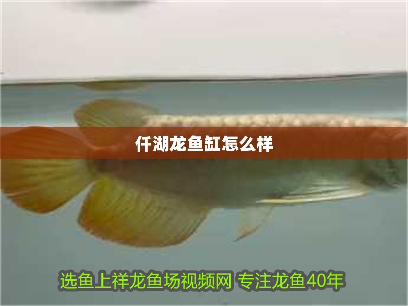 仟湖龍魚缸怎么樣