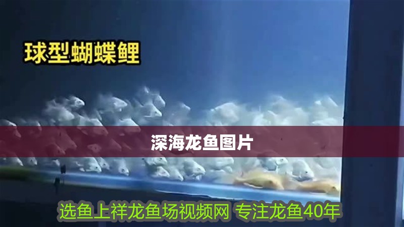 魚缸用增氧泵價格是多少:魚缸增氧機-xtrac增氧機-xtrac增氧機 深海龍魚圖片 龍魚論壇 深海龍魚圖片 深海龍魚圖片 龍魚論壇