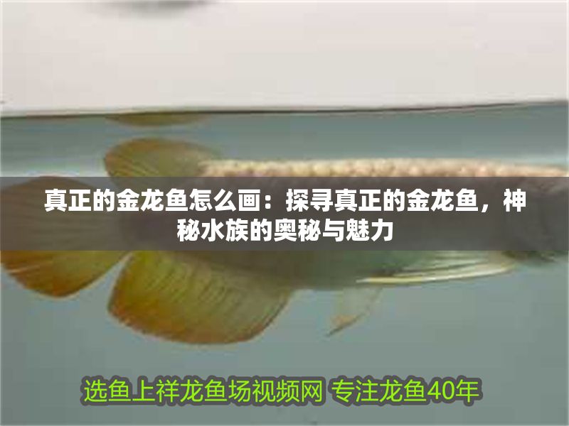 真正的金龍魚怎么畫：探尋真正的金龍魚，神秘水族的奧秘與魅力