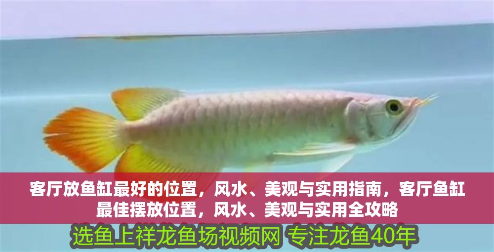 客廳放魚缸最好的位置，風水、美觀與實用指南，客廳魚缸最佳擺放位置，風水、美觀與實用全攻略