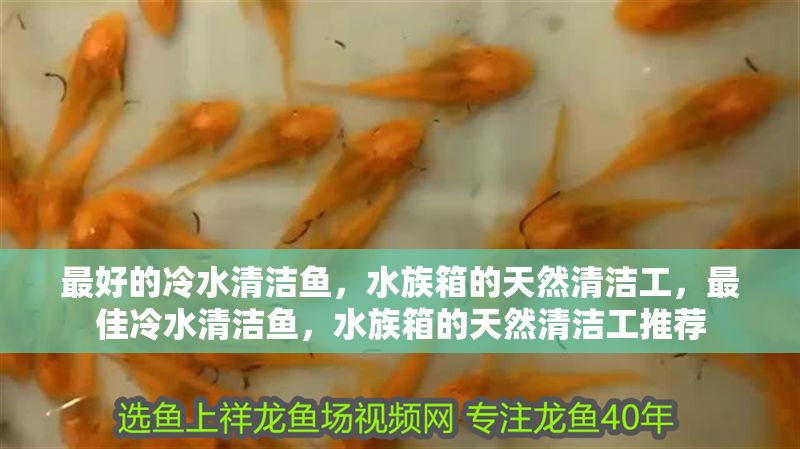 最好的冷水清潔魚，水族箱的天然清潔工，最佳冷水清潔魚，水族箱的天然清潔工推薦