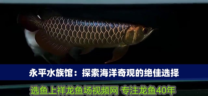 永平水族館：探索海洋奇觀的絕佳選擇