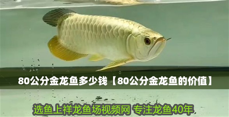 80公分金龍魚多少錢【80公分金龍魚的價值】