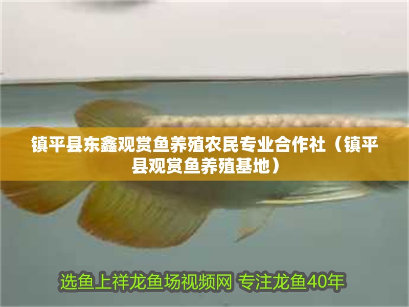 魚缸用增氧泵價格是多少:魚缸增氧機-xtrac增氧機-xtrac增氧機 鎮平縣東鑫觀賞魚養殖農民專業合作社(鎮平縣觀賞魚養殖基地) 全國水族館企業名錄 鎮平縣東鑫觀賞魚養殖農民專業合作社(鎮平縣觀賞魚養殖基地) 鎮平縣東鑫觀賞魚養殖農民專業合作社(鎮平縣觀賞魚養殖基地) 全國水族館企業名錄