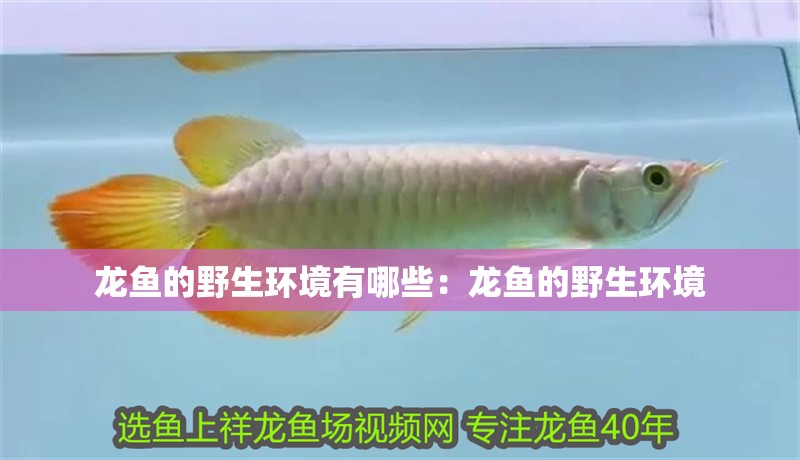 龍魚的野生環(huán)境有哪些：龍魚的野生環(huán)境