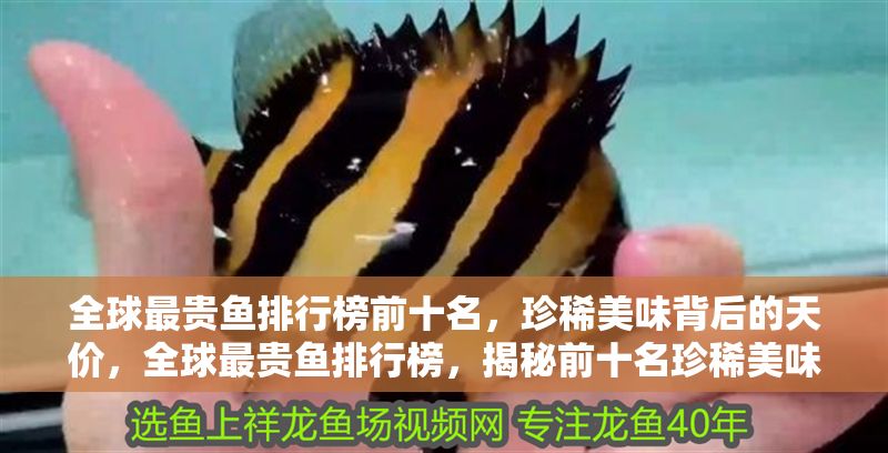 全球最貴魚排行榜前十名，珍稀美味背后的天價，全球最貴魚排行榜，揭秘前十名珍稀美味的天價之謎