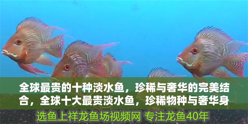 全球最貴的十種淡水魚，珍稀與奢華的完美結合，全球十大最貴淡水魚，珍稀物種與奢華身價的完美融合
