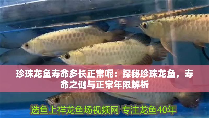 珍珠龍魚壽命多長正常呢：探秘珍珠龍魚，壽命之謎與正常年限解析