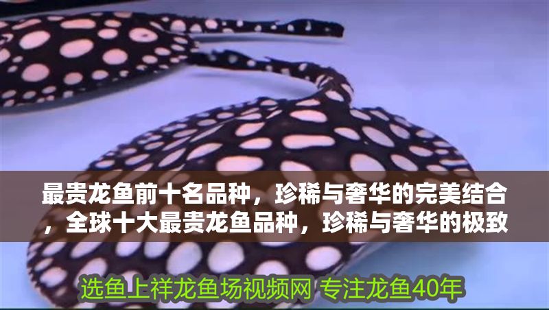 最貴龍魚前十名品種，珍稀與奢華的完美結合，全球十大最貴龍魚品種，珍稀與奢華的極致展現