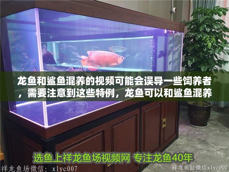 龍魚和鯊魚混養的視頻可能會誤導一些飼養者，需要注意到這些特例，龍魚可以和鯊魚混養嗎？