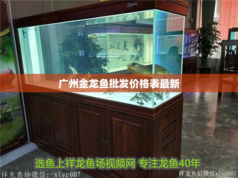廣州金龍魚批發價格表最新