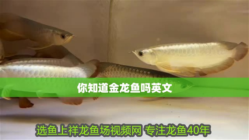 你知道金龍魚嗎英文 你知道金龍魚嗎英文 龍魚百科